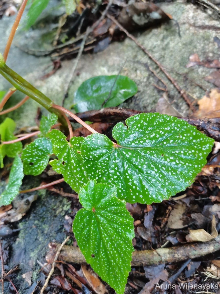 Begonia dipetala Graham